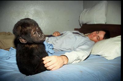 David McDannald and gorilla